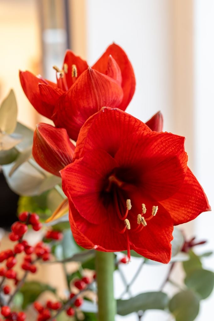 Amaryllis