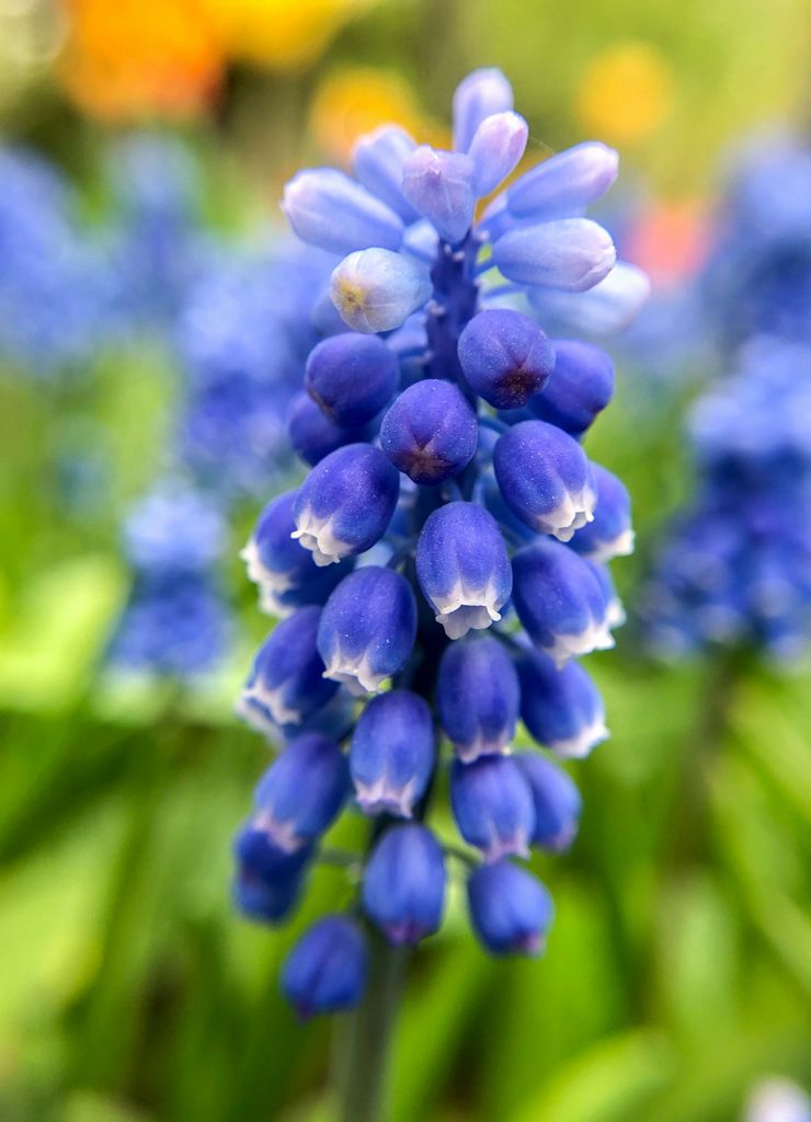 Flor de muscari