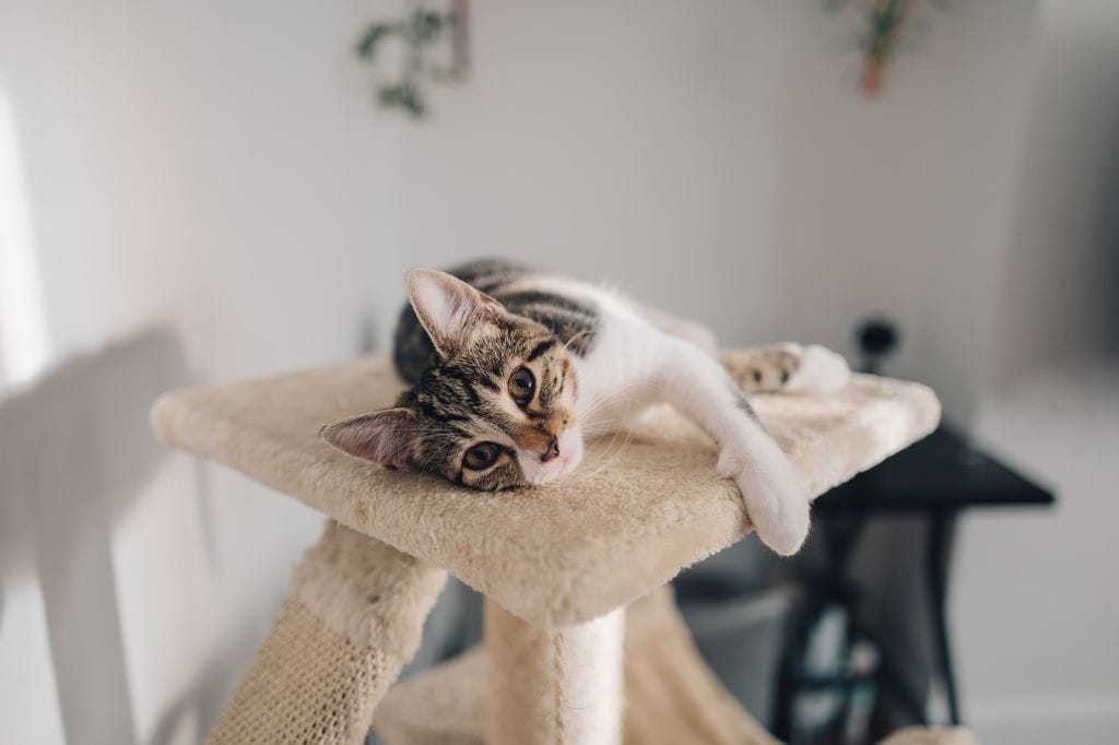 Gato sobre un árbol de gato