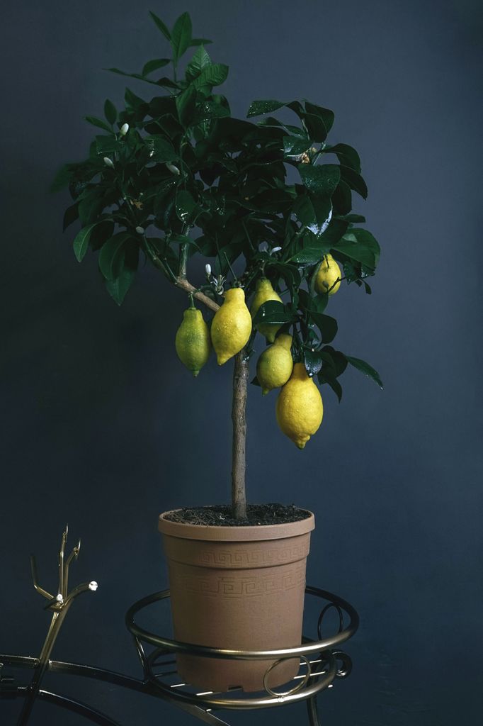 Limonero en maceta