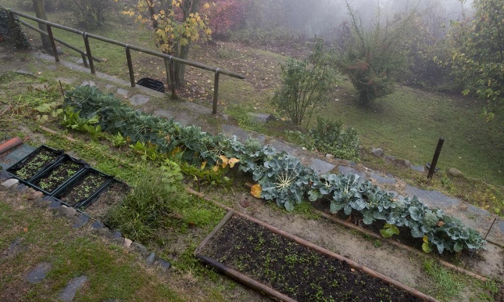 Huerto en invierno
