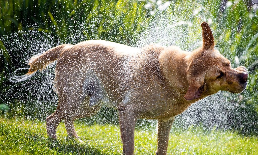 Dog refreshes itself in Peene