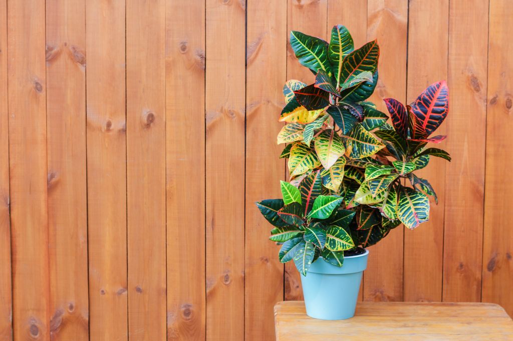 Codiaeum variegatum o crotón