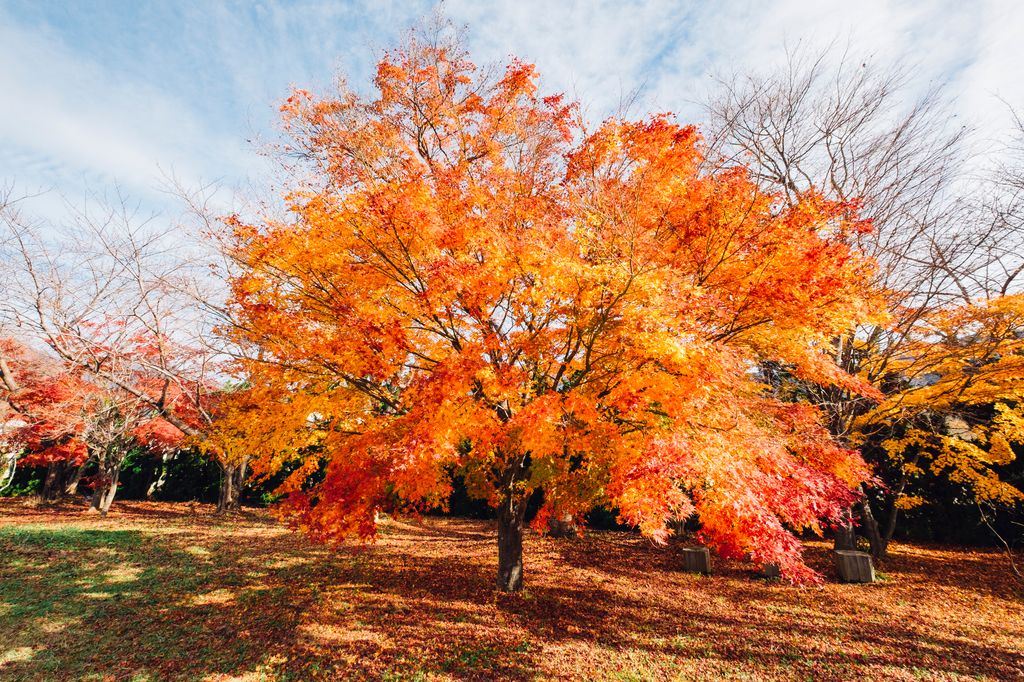 Copa del arce japonés (‘Acer palmatum’) filtrando luz sobre el suelo