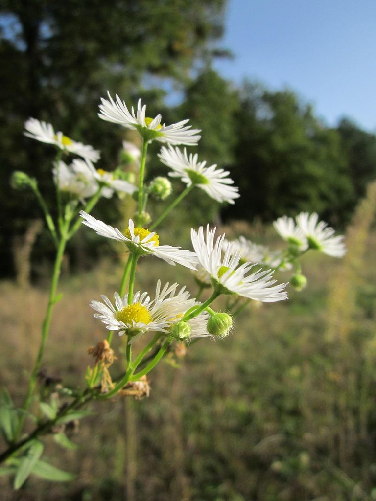 Flores de vitadinia
