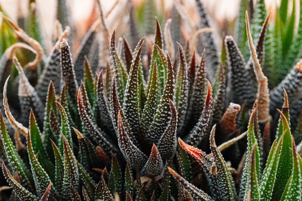 Haworthiopsis attenuata o planta cebra. 