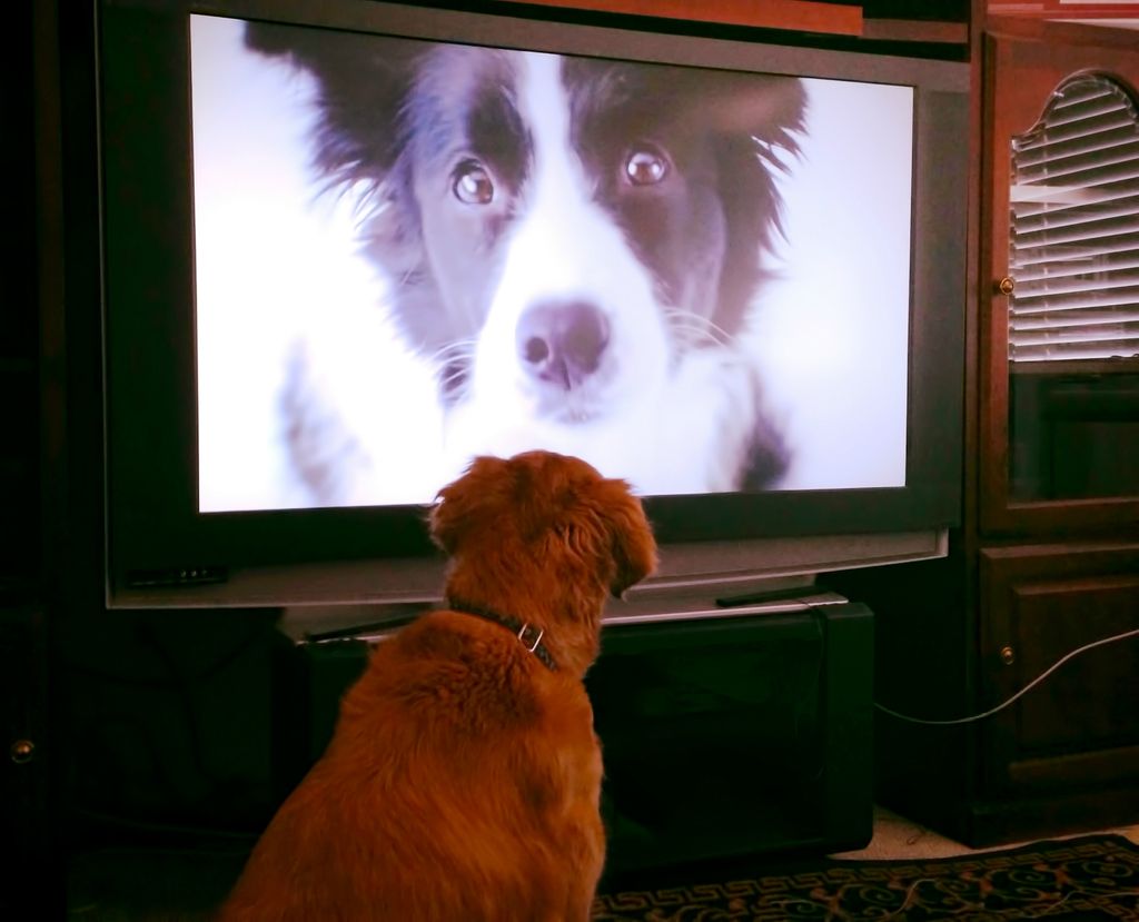 Muchos perros solo miran la tele durante unos segundos antes de perder el interés