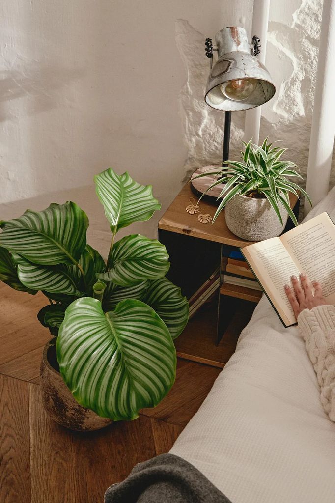 Calathea Orbifolia. 