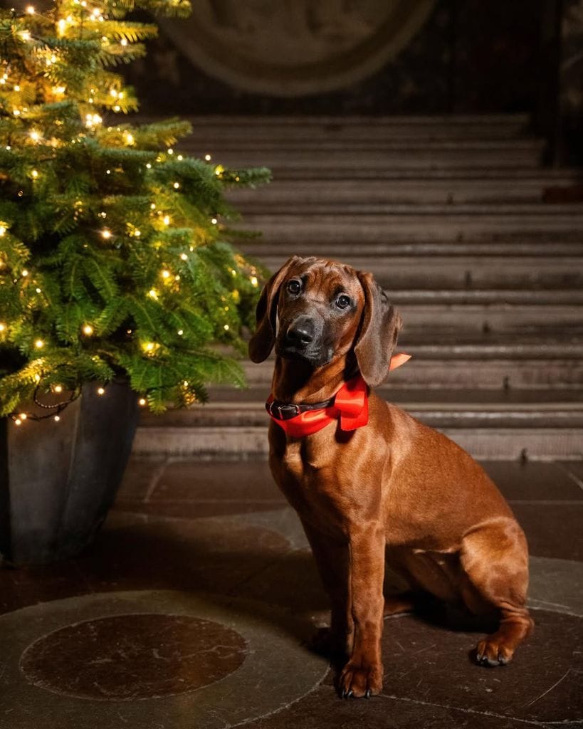 La preciosa Bonnie posando de lo más elegante