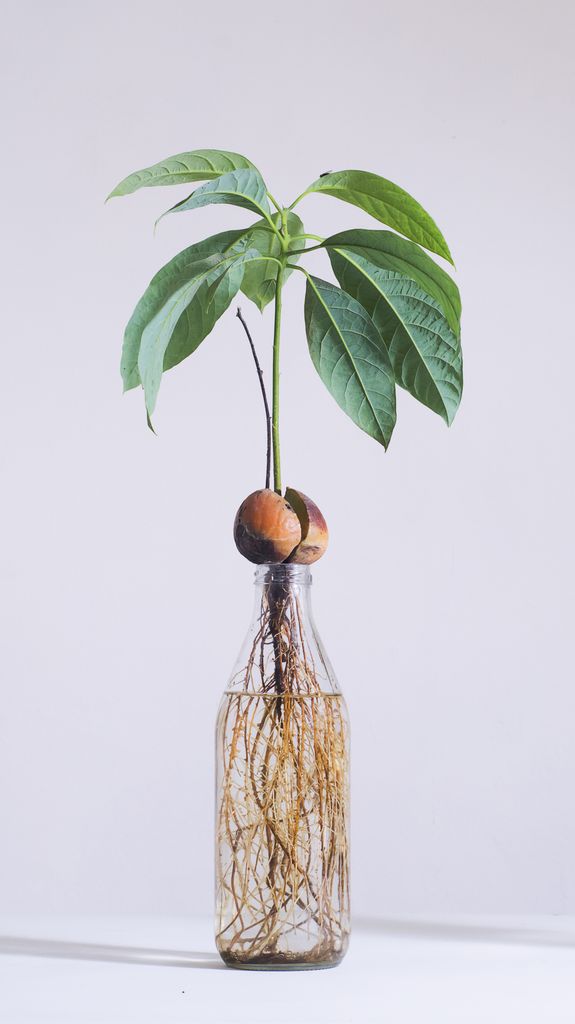 Planta de aguacate