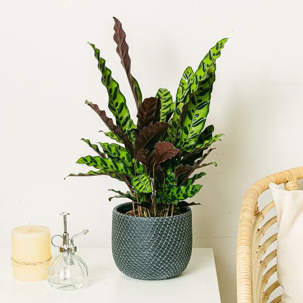 Calathea Insigne de Be.Green