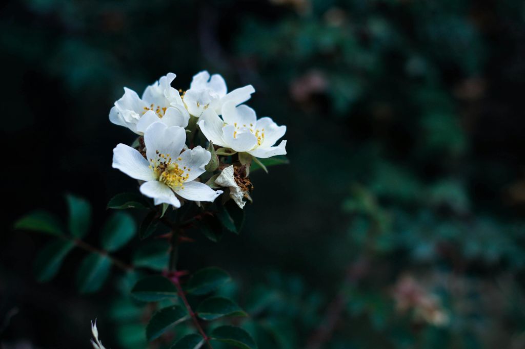 Rosas silvestres ('Rosa acicularis') 