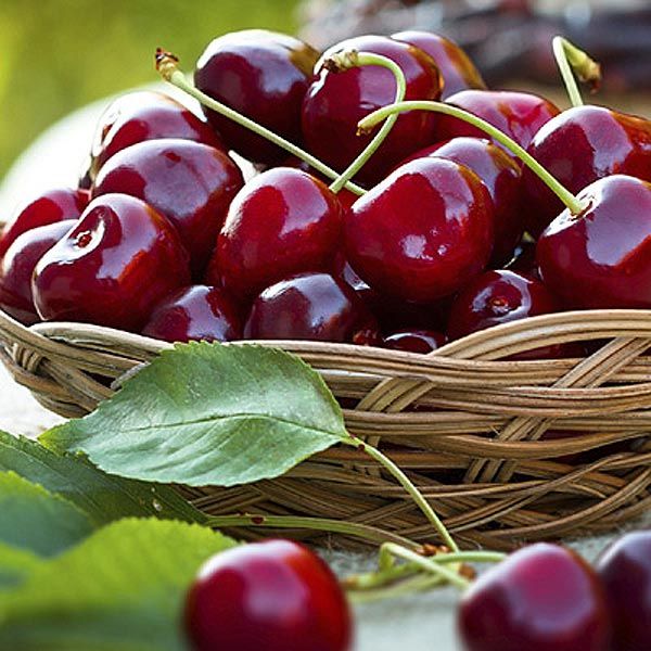 alimento bikini11 a