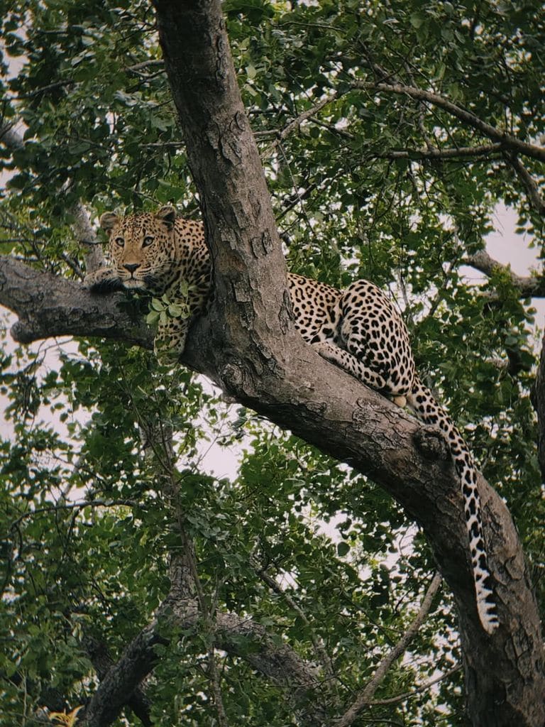 Lety compartió esta imagen que captó a menos de un metro de distancia.