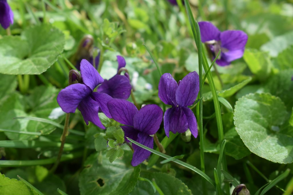 Detalle de las pequeñas y perfumadas flores de la violeta rastrera (‘Viola odorata’), una flor silvestre ideal para diseñar un jardín fragante