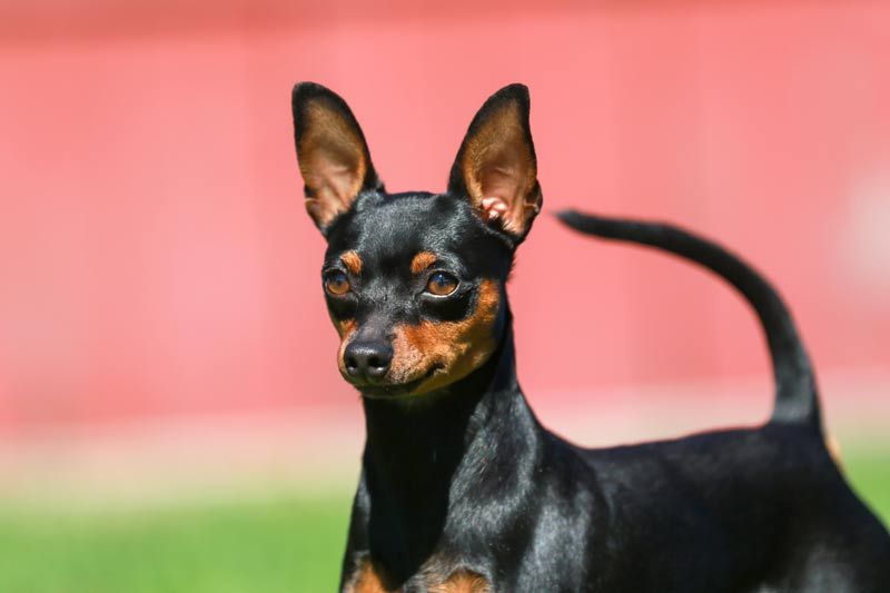 son los pinscher miniatura los perros mas inteligentes