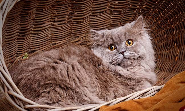 Gato