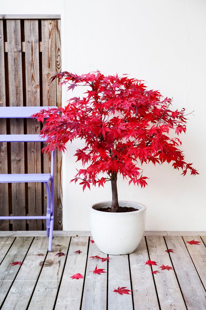 Si es hora de trasplantar tu arce japonés, hazlo en primavera u otoño