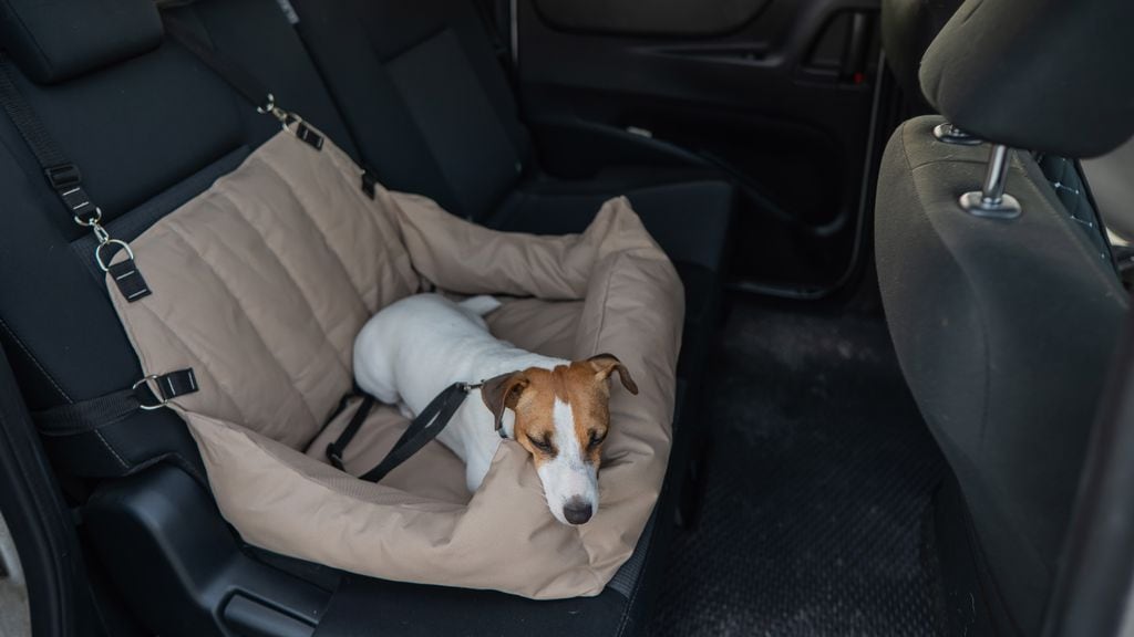 Viajar con perros y gatos sin sujeción multiplica el riesgo en caso de frenazo o accidente, tanto para el animal como para los ocupantes del vehículo