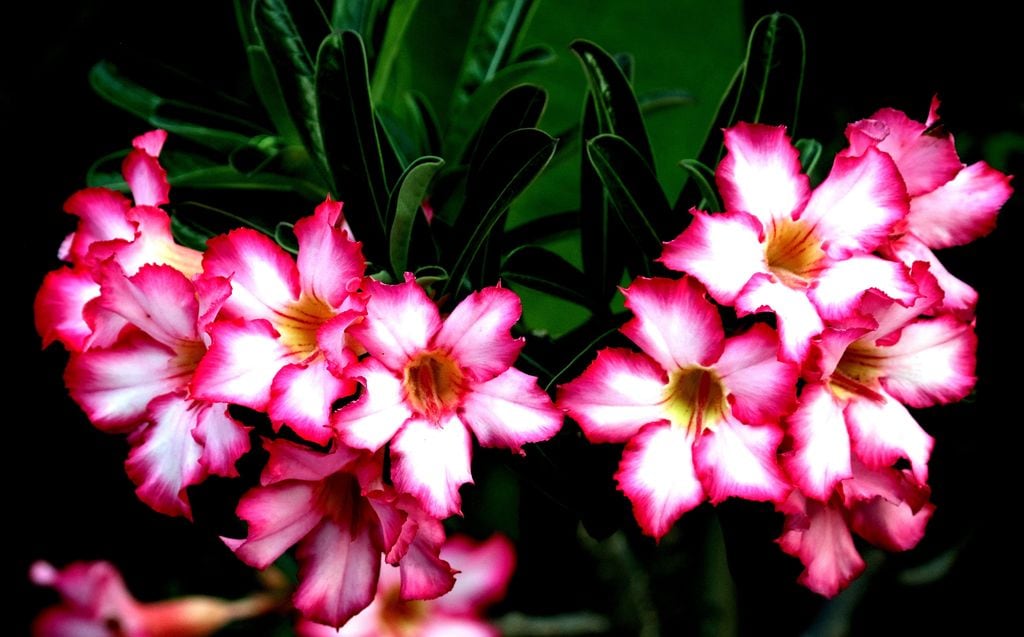Flor de la rosa del desierto ('Adenium obesum'), una suculenta de gran belleza, resistente al calor extremo y de bajo mantenimiento
