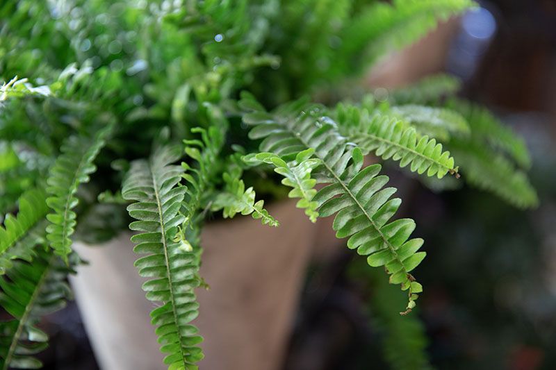 plantas interior poca luz 2