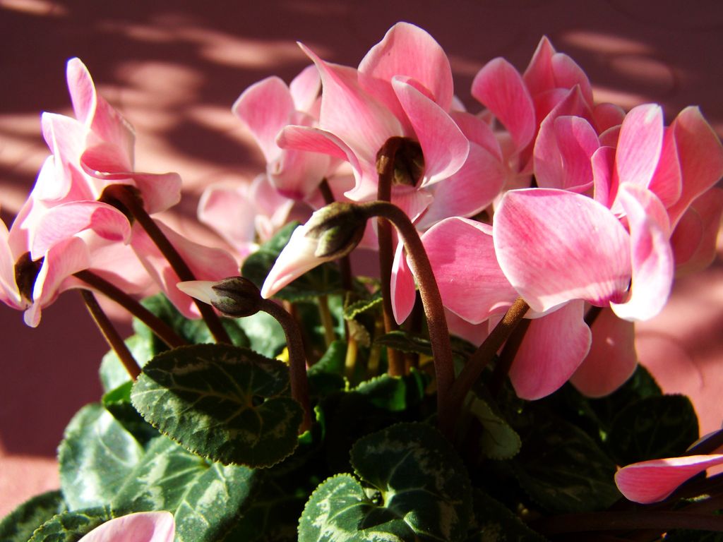 La floración del ciclamen (‘Cyclamen persicum’) comienza en otoño y se prolonga hasta el invierno