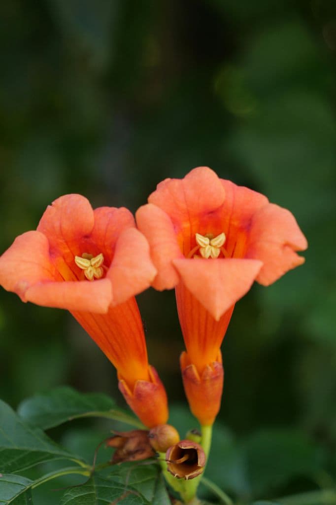 Trompeta de fuego o Campsis radicans