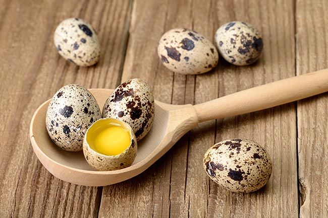 Los huevos de codorniz son tan nutritivos como los de gallina
