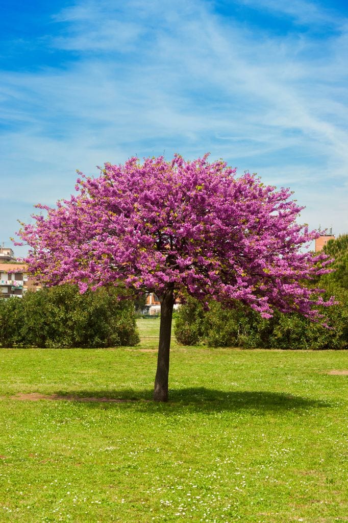 Árbol del amor expuesto a pleno sol