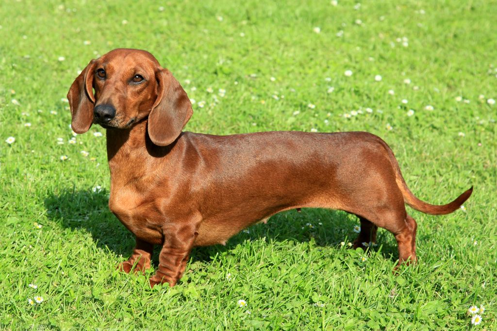 perro de raza teckel, salchicha o dachshund