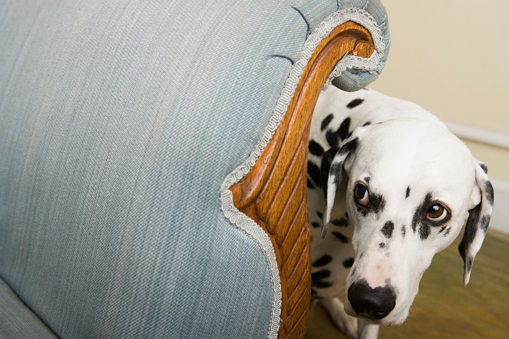 Perro asustado escondido detrás del sillón 