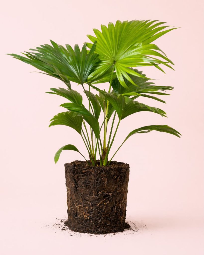 Livinstonia rotundifolia