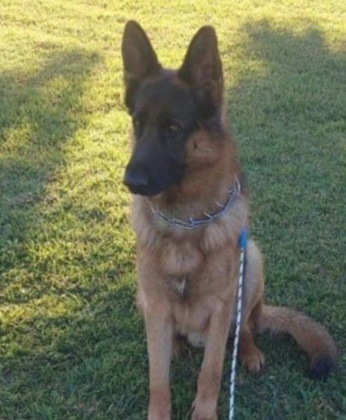 Thor, el perro perdido de Bertín 