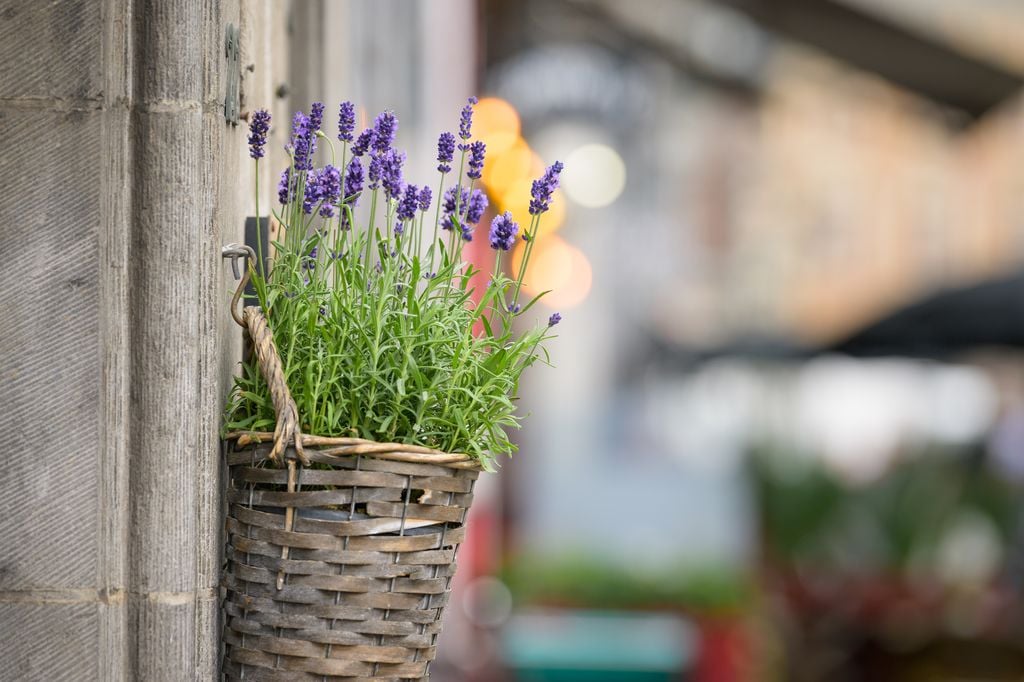 Lavanda en maceta.