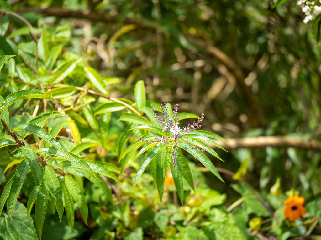Hierbaluisa (‘Aloysia citrodora’)
