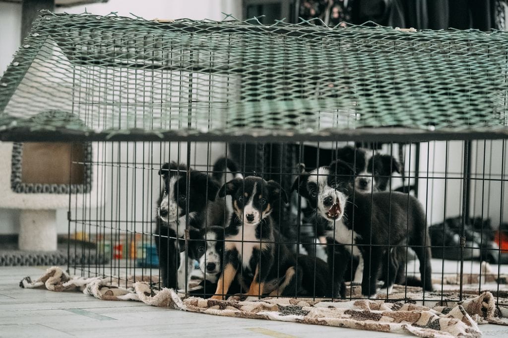 Criaderos ilegales y revendedores falsifican licencias y venden cachorros enfermos o mal socializados