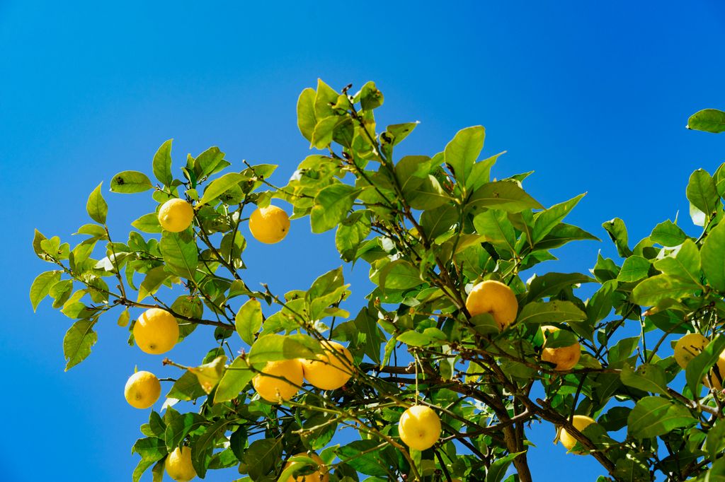Limonero