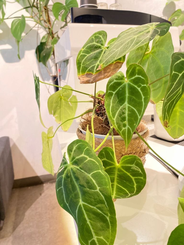 Anthurium Clarinervium o anturio terciopelo. 