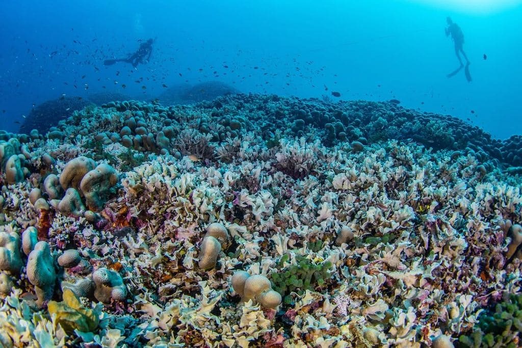 La colonia de coral más grande jamás registrada