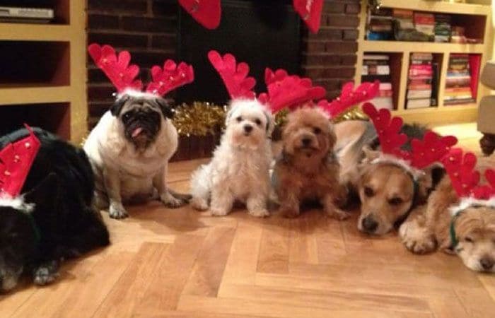 Perros de Mónica Cruz en Navidad