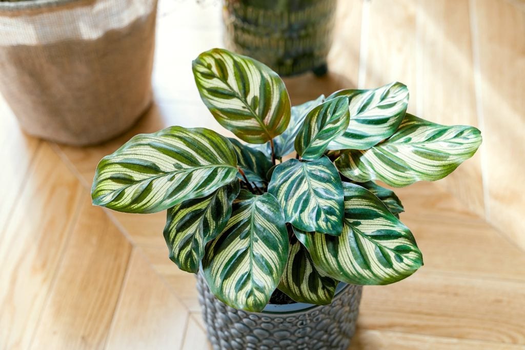 Calathea makoyana