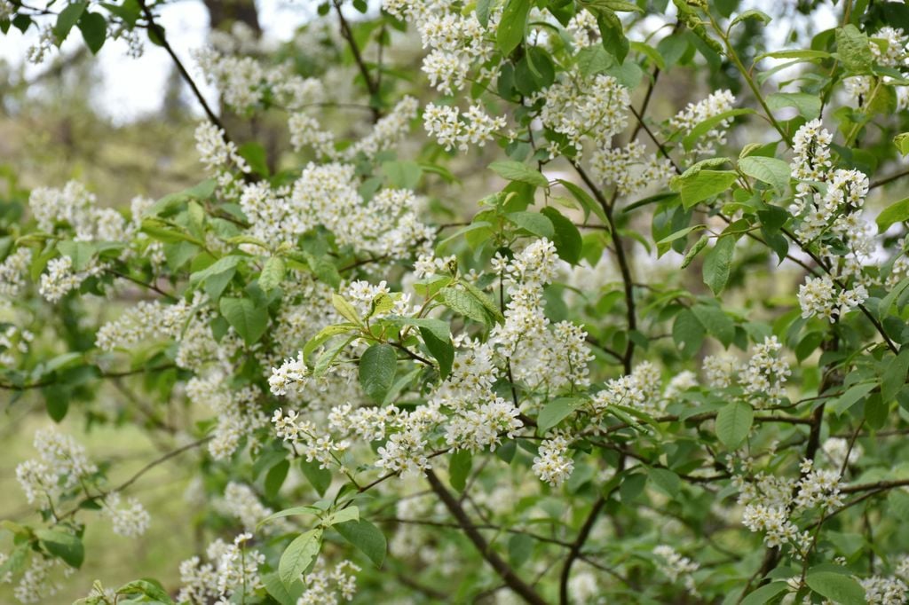 Prunus padus o cerezo de racimos