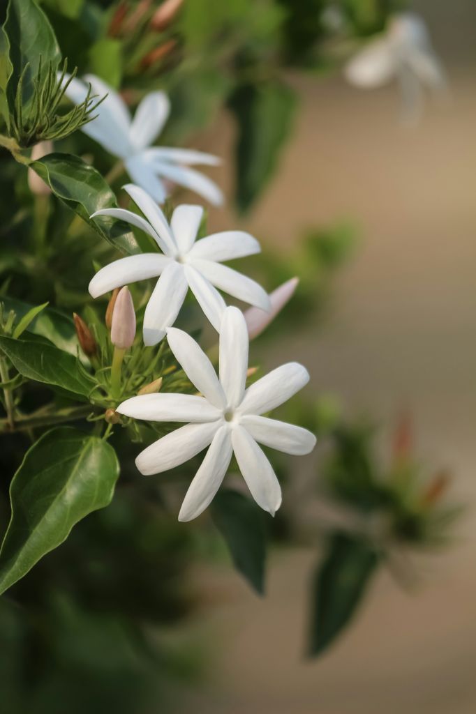 Detalle de la flor fragante del jazmín común (‘Jasminum officinale’)