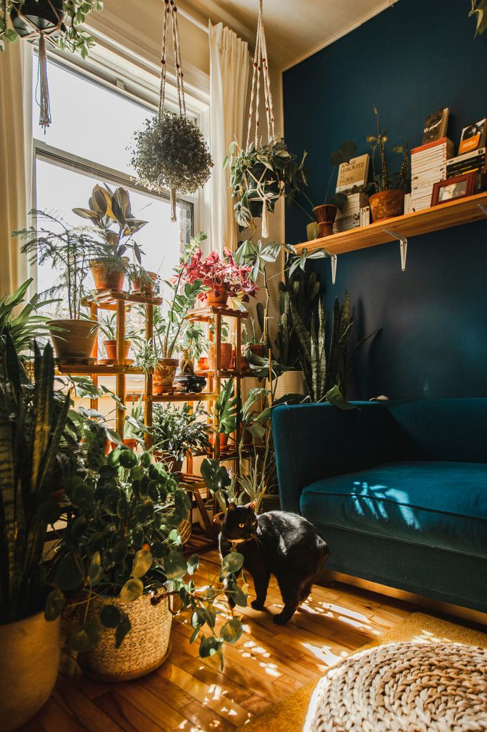 Plantas de interior