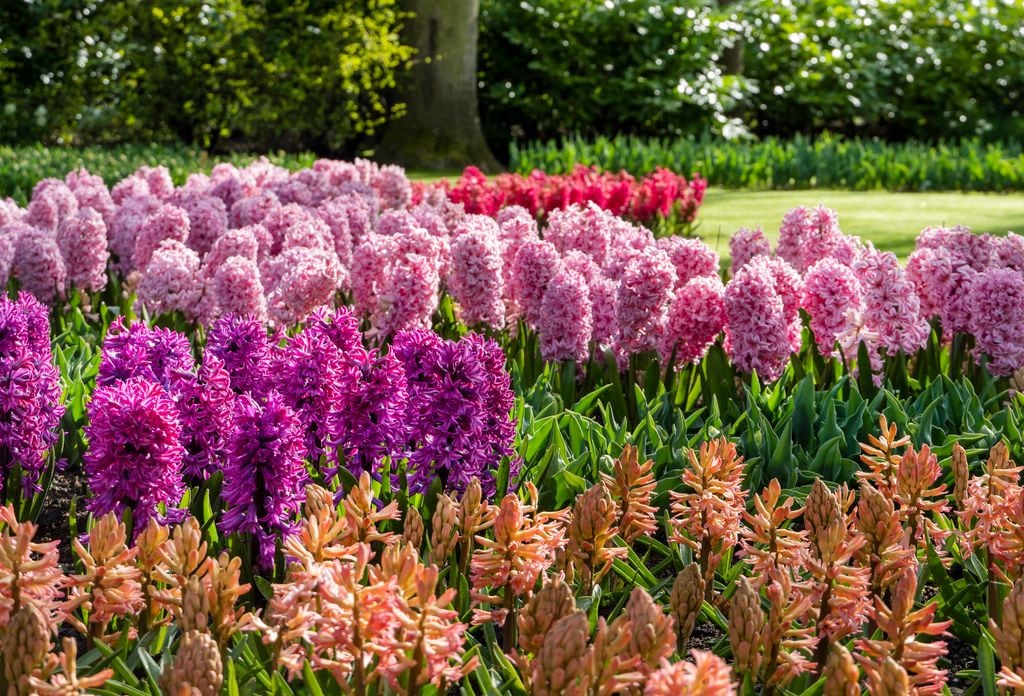 Jacintos ('Hyacinthus') con flores de distintos colores rosas 