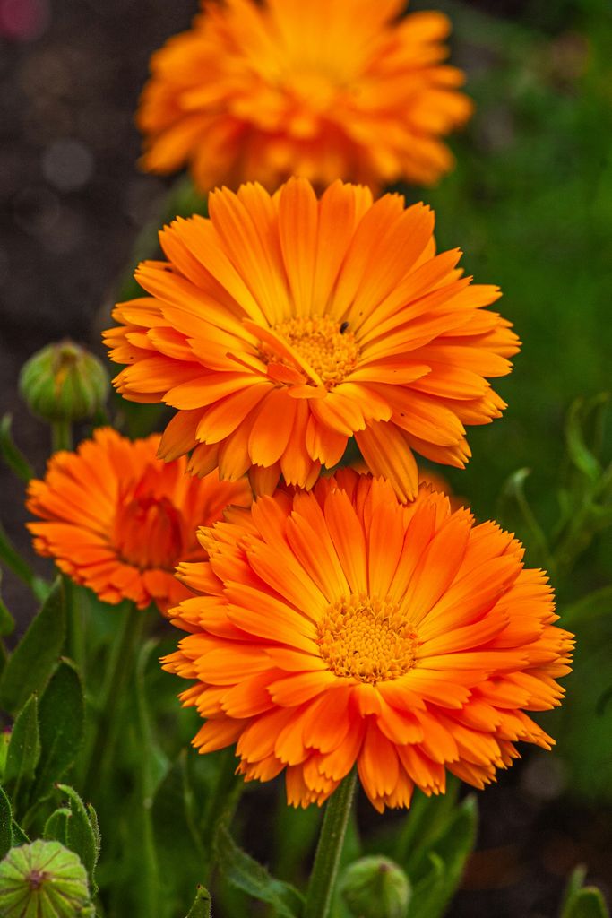Flores de la caléndula (‘Calendula officinalis’), una planta que destaca por proteger de las plagas el jardín