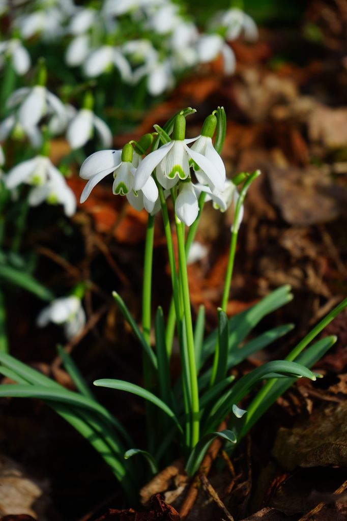 Campanilla de invierno