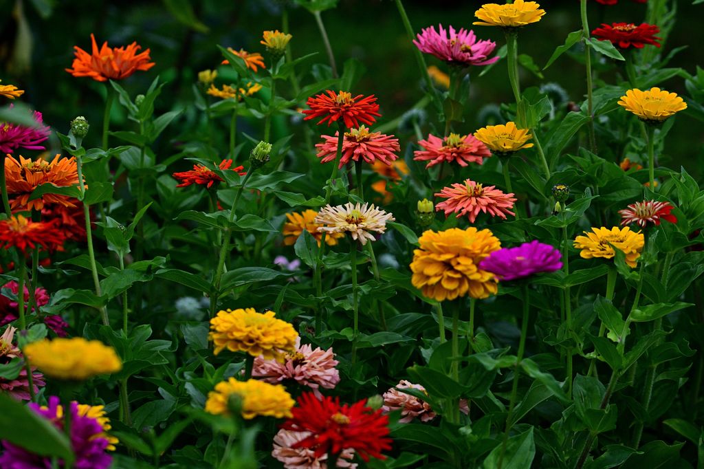 Flores