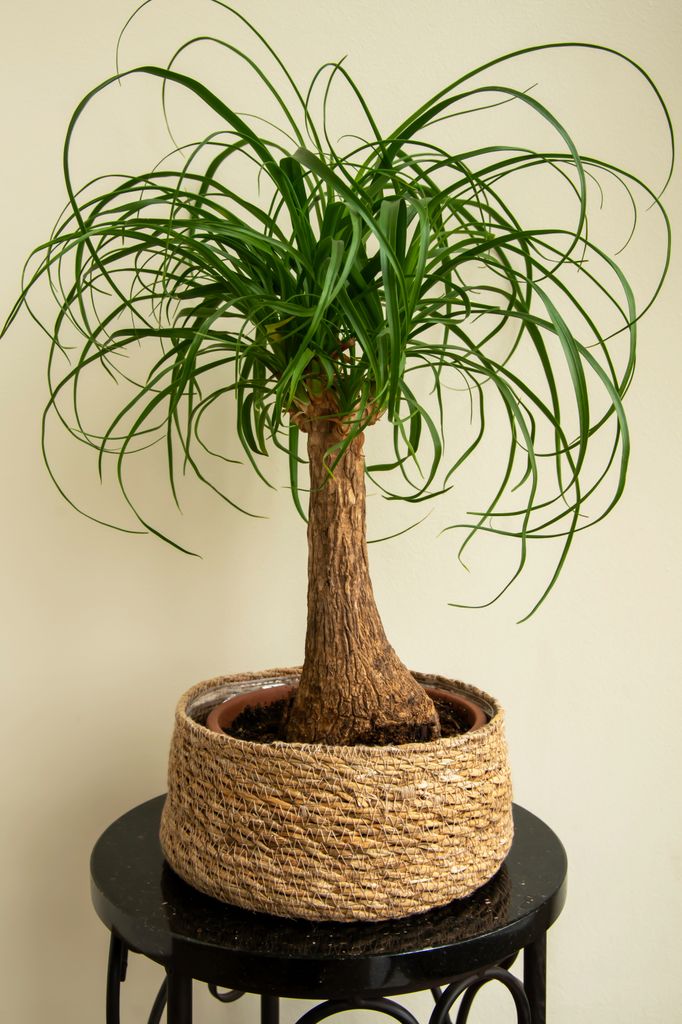 Planta pata de elefante. 