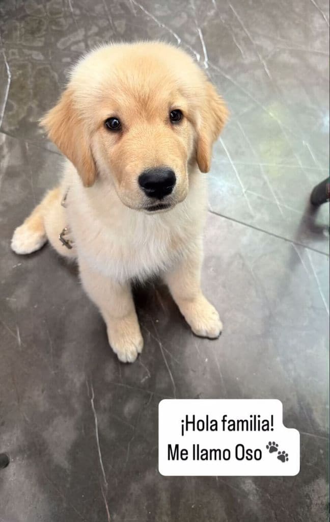 La nueva mascota de Carlos Rivera y Cynthia Rodríguez